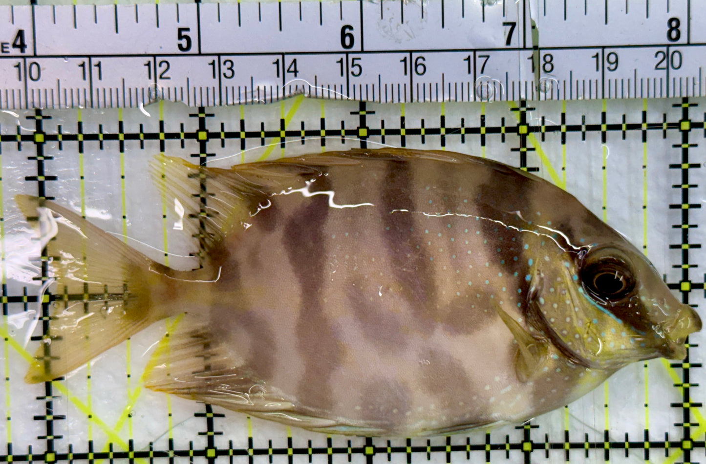 Golden Rabbitfish GR082401 WYSIWYG Size : M 4"