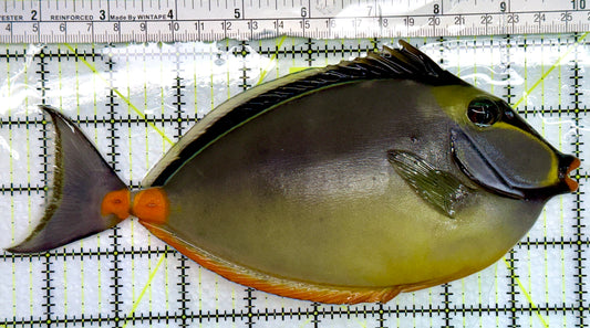 Naso Tang NT082401 WYSIWYG Size: XXL Streamers 8.5”