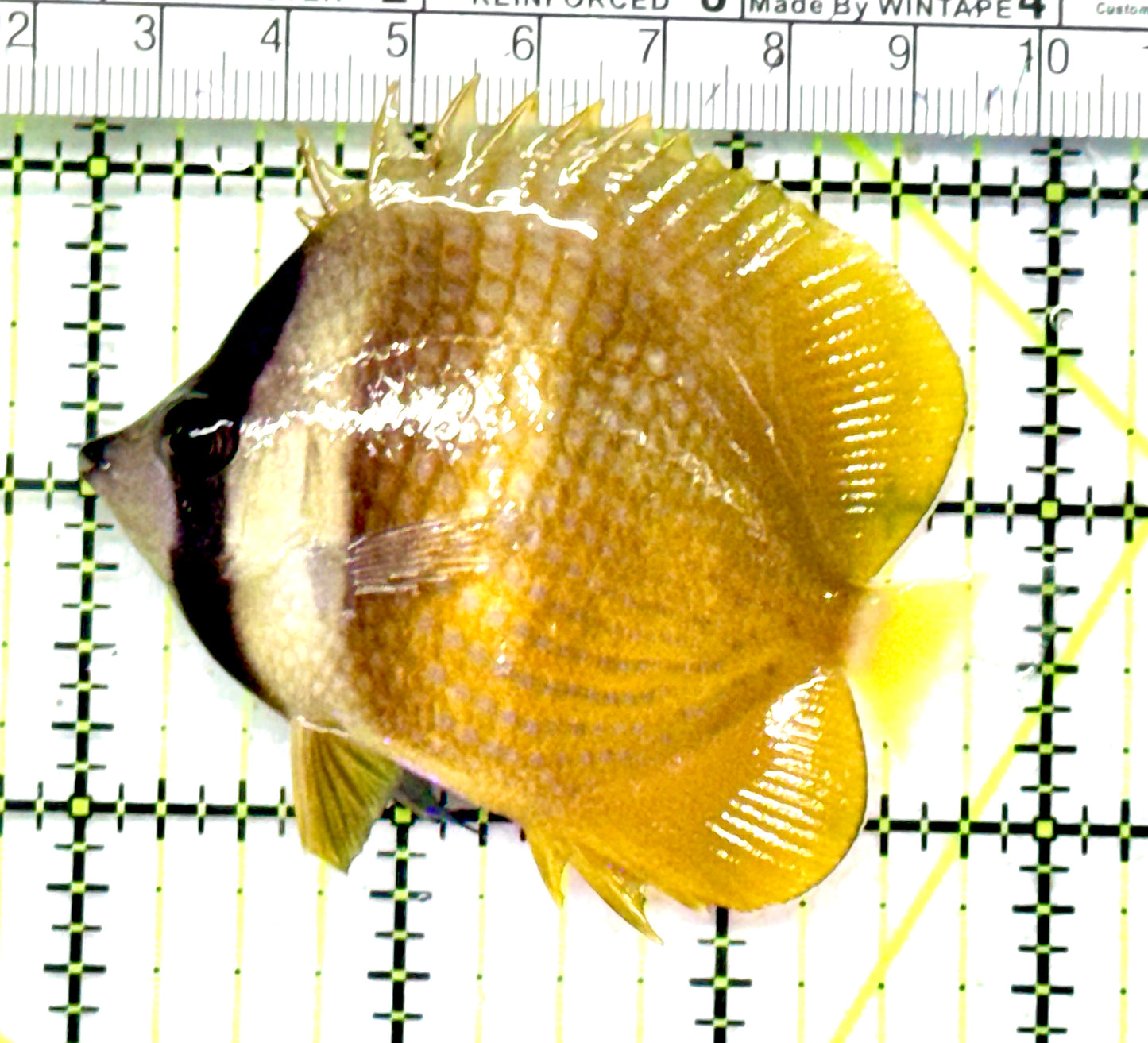 Klein's Butterflyfish KB081701 WYSIWYG Size: M 2.75”approx