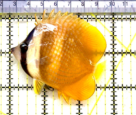 Klein's Butterflyfish KB081702 WYSIWYG Size: M 2.75”approx