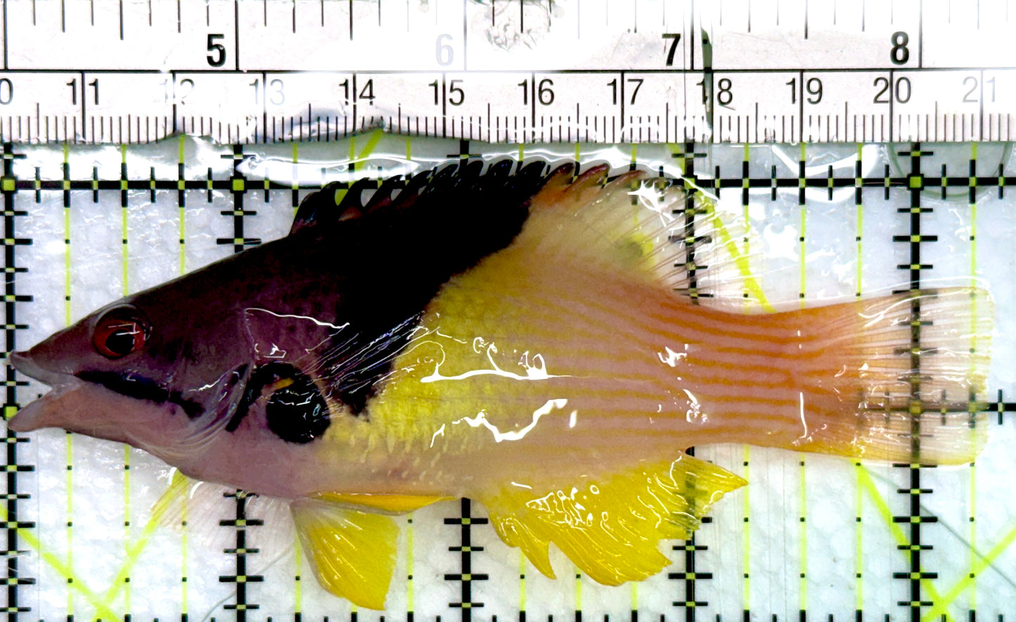 Eclipse Hogfish EH082401 WYSIWYG Size: L 4.25"