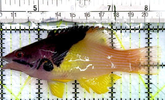 Eclipse Hogfish EH082401 WYSIWYG Size: L 4.25"