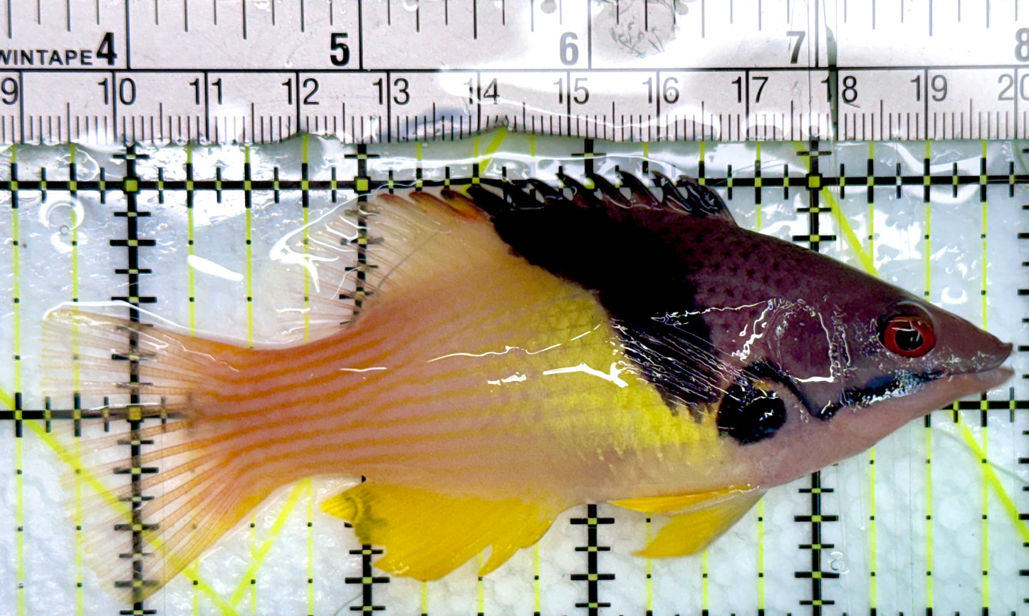 Eclipse Hogfish EH082401 WYSIWYG Size: L 4.25"