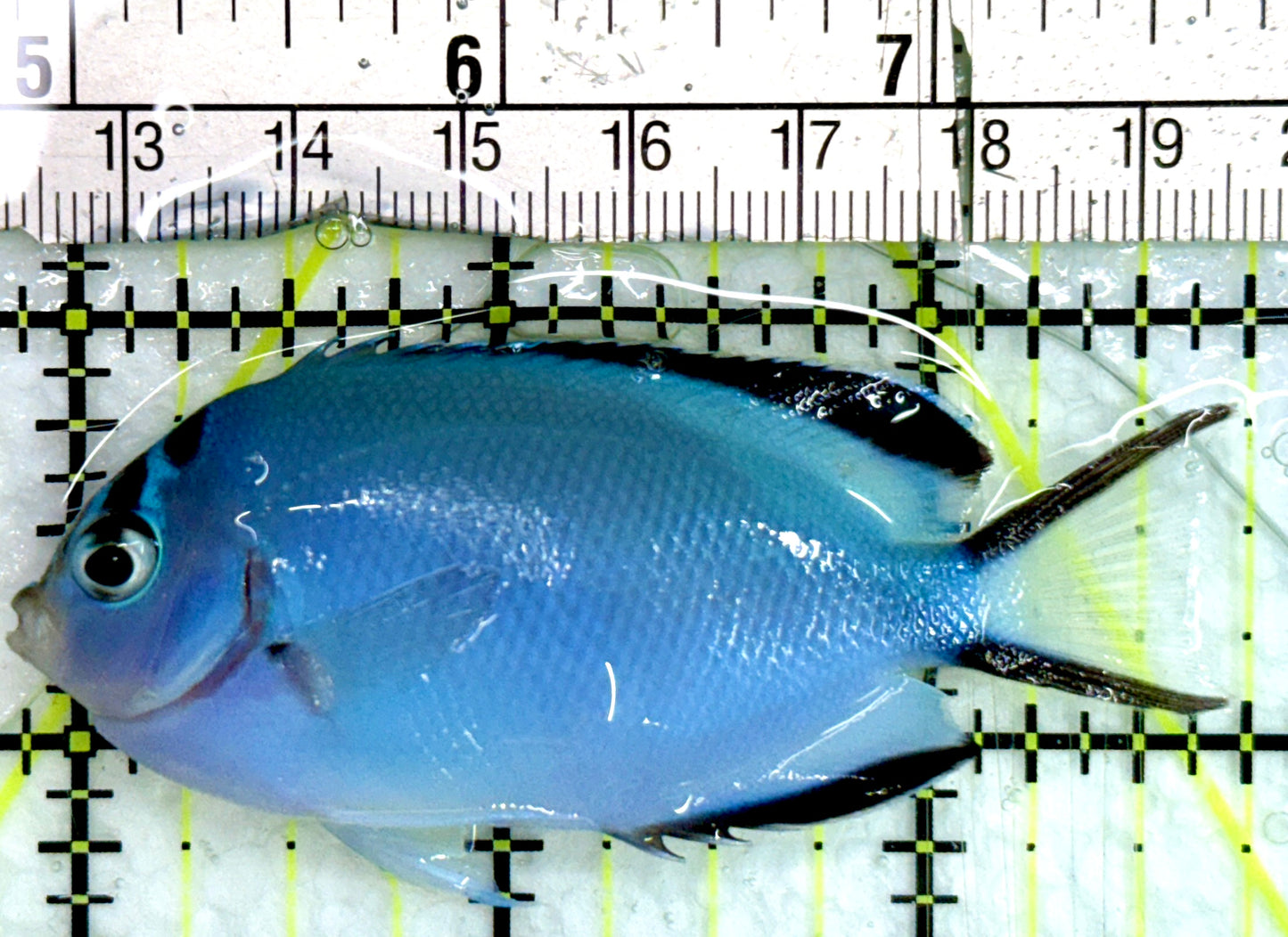 Watanabe Angelfish (Female) WA082401 WYSIWYG Size: L 3.75"