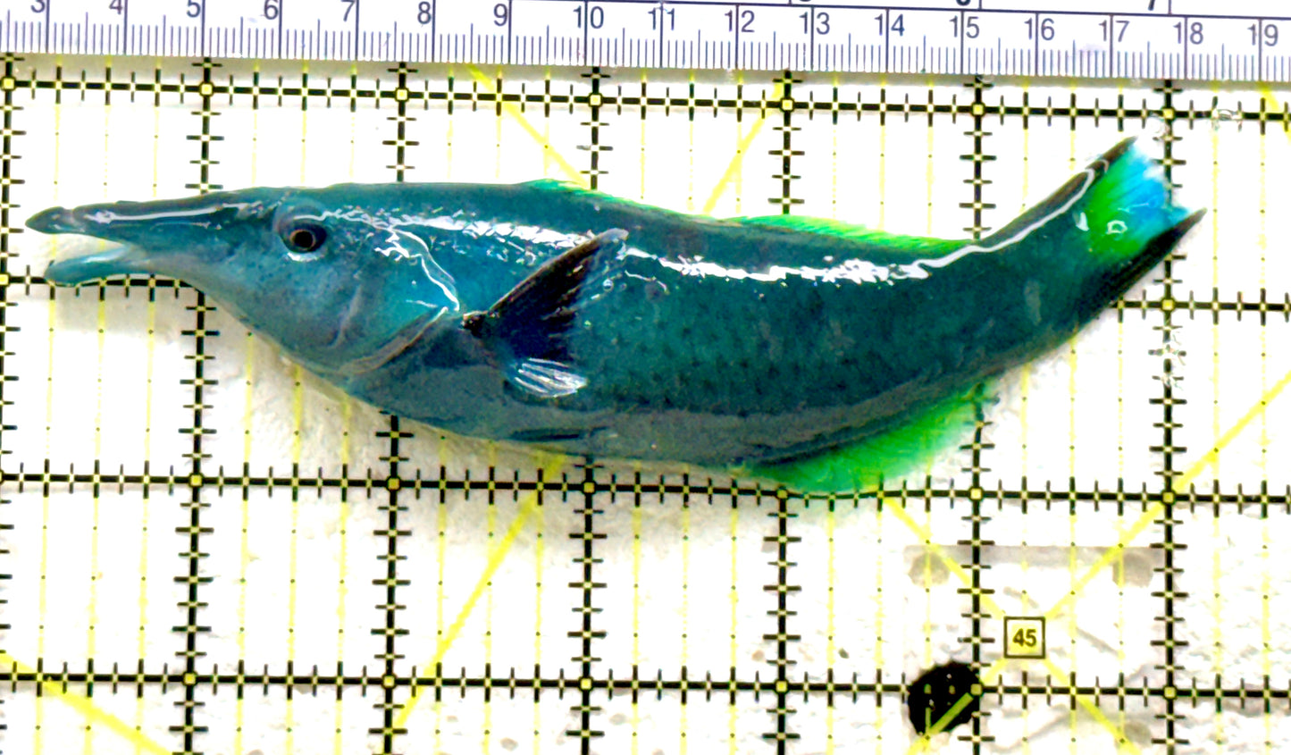 Green Bird Wrasse GBW081801 WYSIWYG Size: L 6" approx