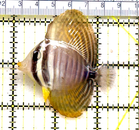 Desjardini Tang (Red Sea Sailfin Tang) DT081702 WYSIWYG Size: M  2.5" approx