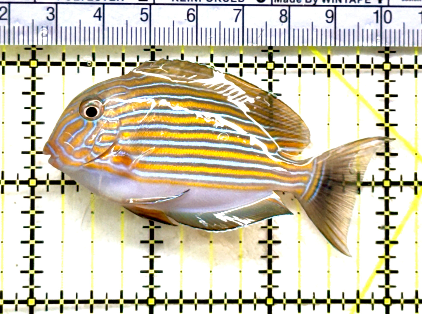 Clown Tang CT081801 WYSIWYG Size: S 3" approx