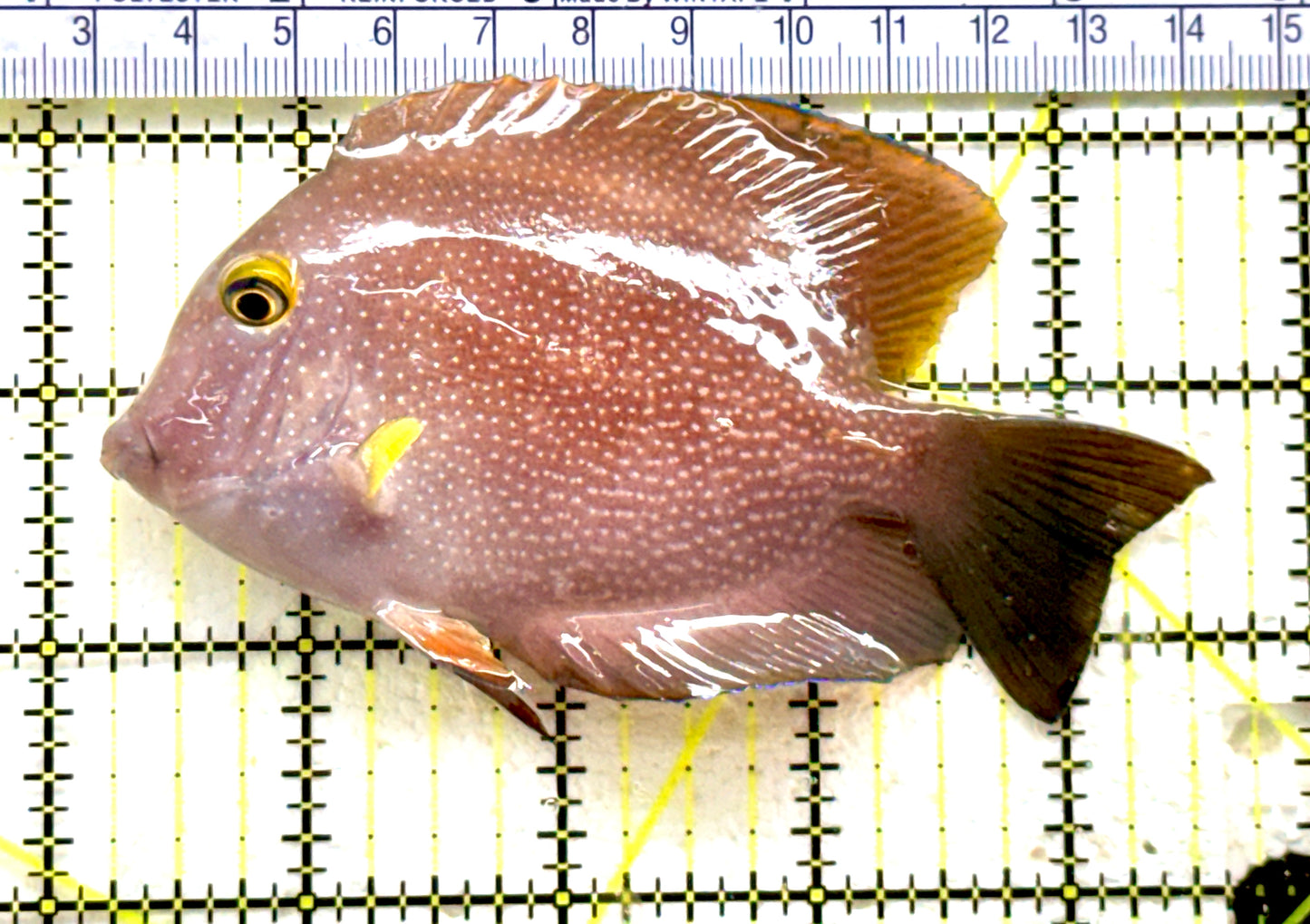 Yellow Eye Kole Tang (Spotted Maldives Special Grade) YEKT081801 WYSIWYG Size: XL 4.5" approx
