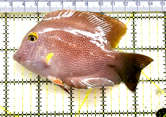 Yellow Eye Kole Tang (Spotted Maldives Special Grade) YEKT081801 WYSIWYG Size: XL 4.5" approx