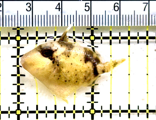 Yellowmargin Triggerfish YT081801 WYSIWYG Size: S 1.5"Approx