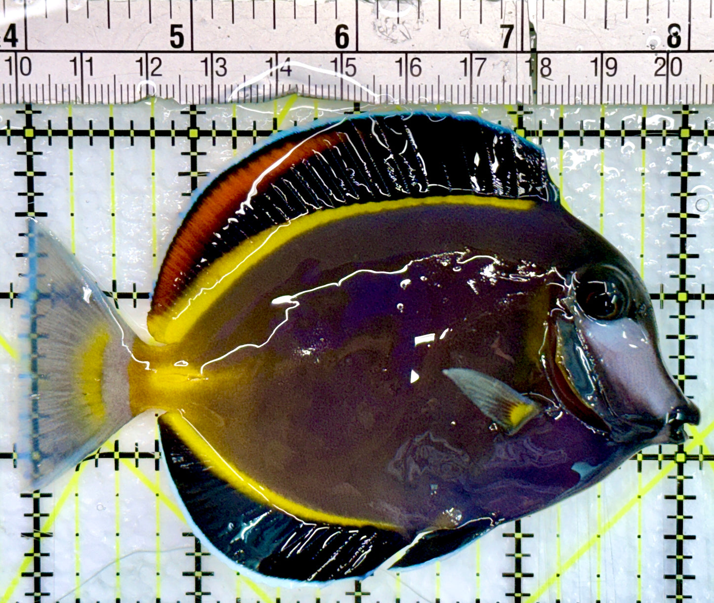 Powder Brown Tang PBT082402 WYSIWYG Size: L 4"