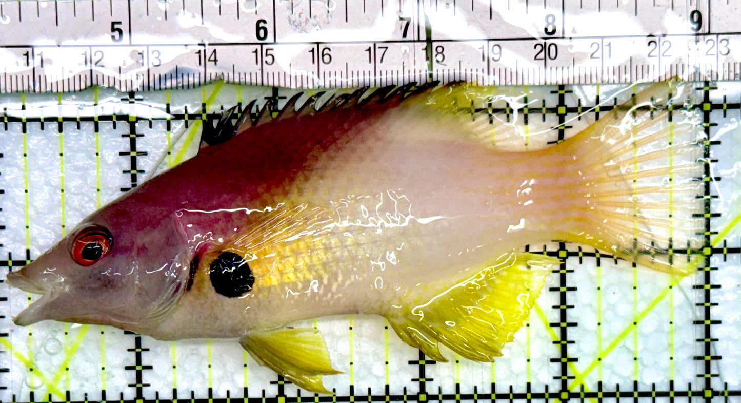 Eclipse Hogfish EH082403 WYSIWYG Size: L 5"