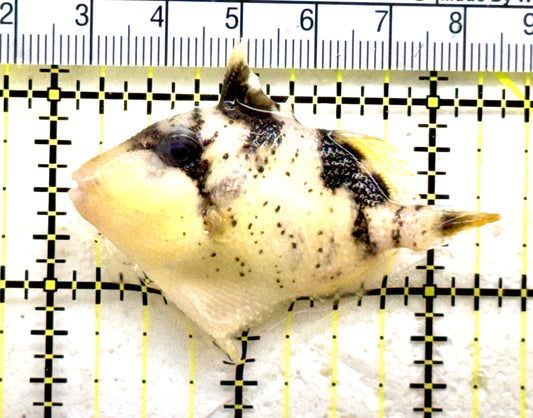 Yellowmargin Triggerfish YT081802 WYSIWYG Size: SM 2.25" Approx