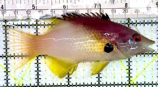 Eclipse Hogfish EH082403 WYSIWYG Size: L 5"