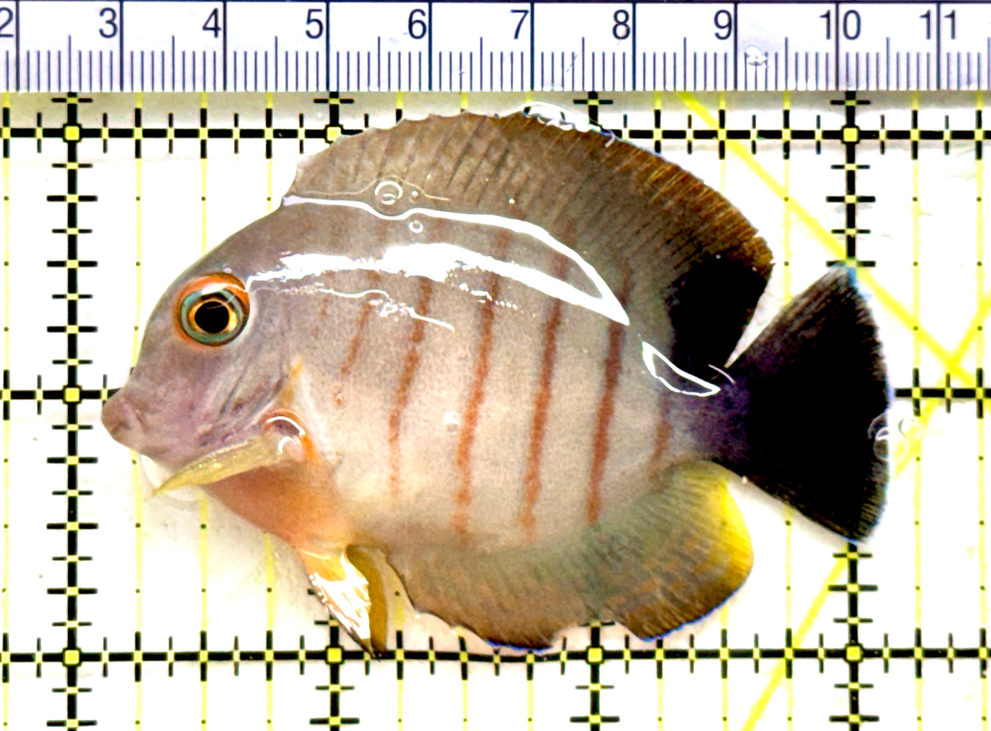 Eibli Mimic Tang EMT081801 WYSIWYG Size: M 3" approx