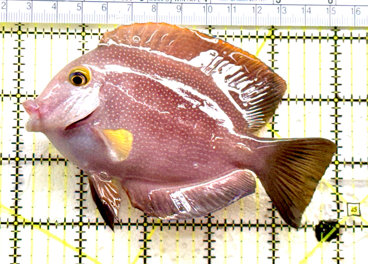 Yellow Eye Kole Tang (Spotted Maldives Special Grade) YEKT081802 WYSIWYG Size: XL 5" approx