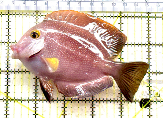 Yellow Eye Kole Tang (Spotted Maldives Special Grade) YEKT081802 WYSIWYG Size: XL 5" approx