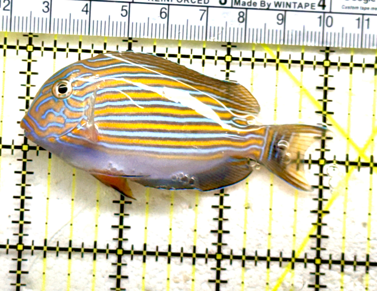 Clown Tang CT081802 WYSIWYG Size: S 3" approx