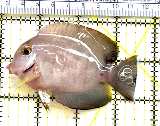 Eibli Mimic Tang EMT081802 WYSIWYG Size: L 3.25" approx
