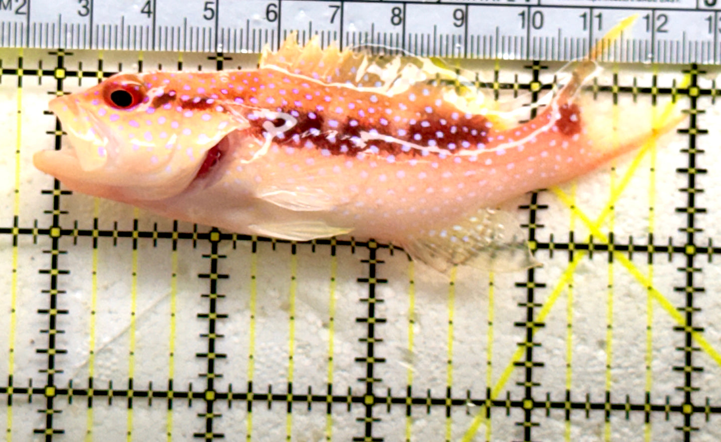 Louti Grouper LG081801 WYSIWYG Size: M 4" approx