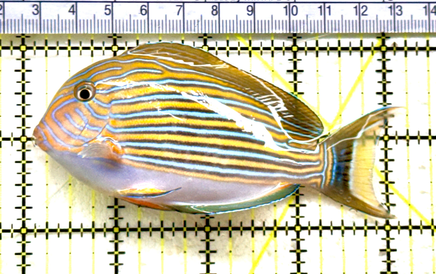Clown Tang CT081803 WYSIWYG Size: ML 4;25"approx