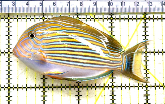 Clown Tang CT081803 WYSIWYG Size: ML 4;25"approx