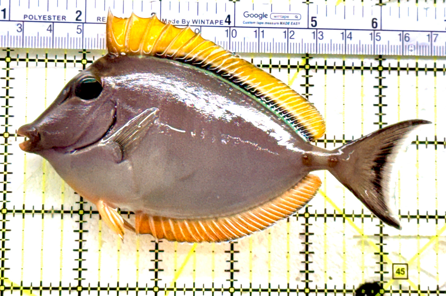Blonde Naso Tang (Maldives Special Grade) BNT081702 WYSIWYG Size: ML 5.75" approx
