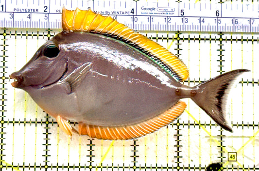 Blonde Naso Tang (Maldives Special Grade) BNT081702 WYSIWYG Size: ML 5.75" approx