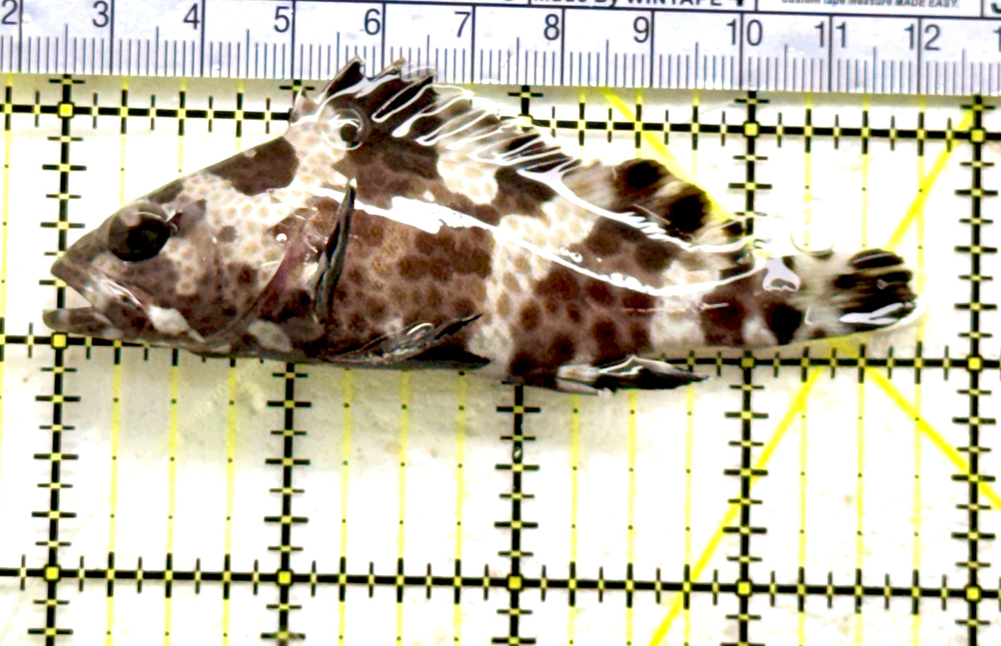 White Spotted Grouper WSG081801 WYSIWYG Size: 3.75" approx