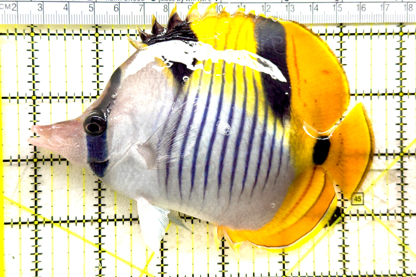 Blackwedged Butterflyfish BB081801 WYSIWYG Size: XXL/SHOW 5.5" approx