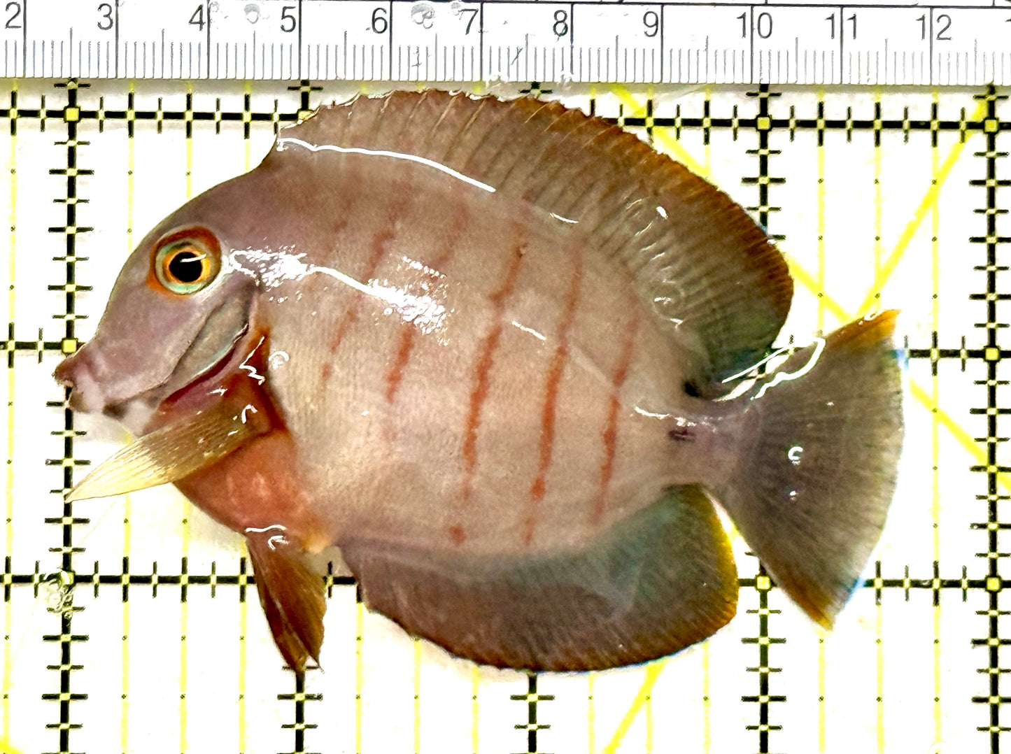Eibli Mimic Tang EMT081803 WYSIWYG Size: L 3.5" approx