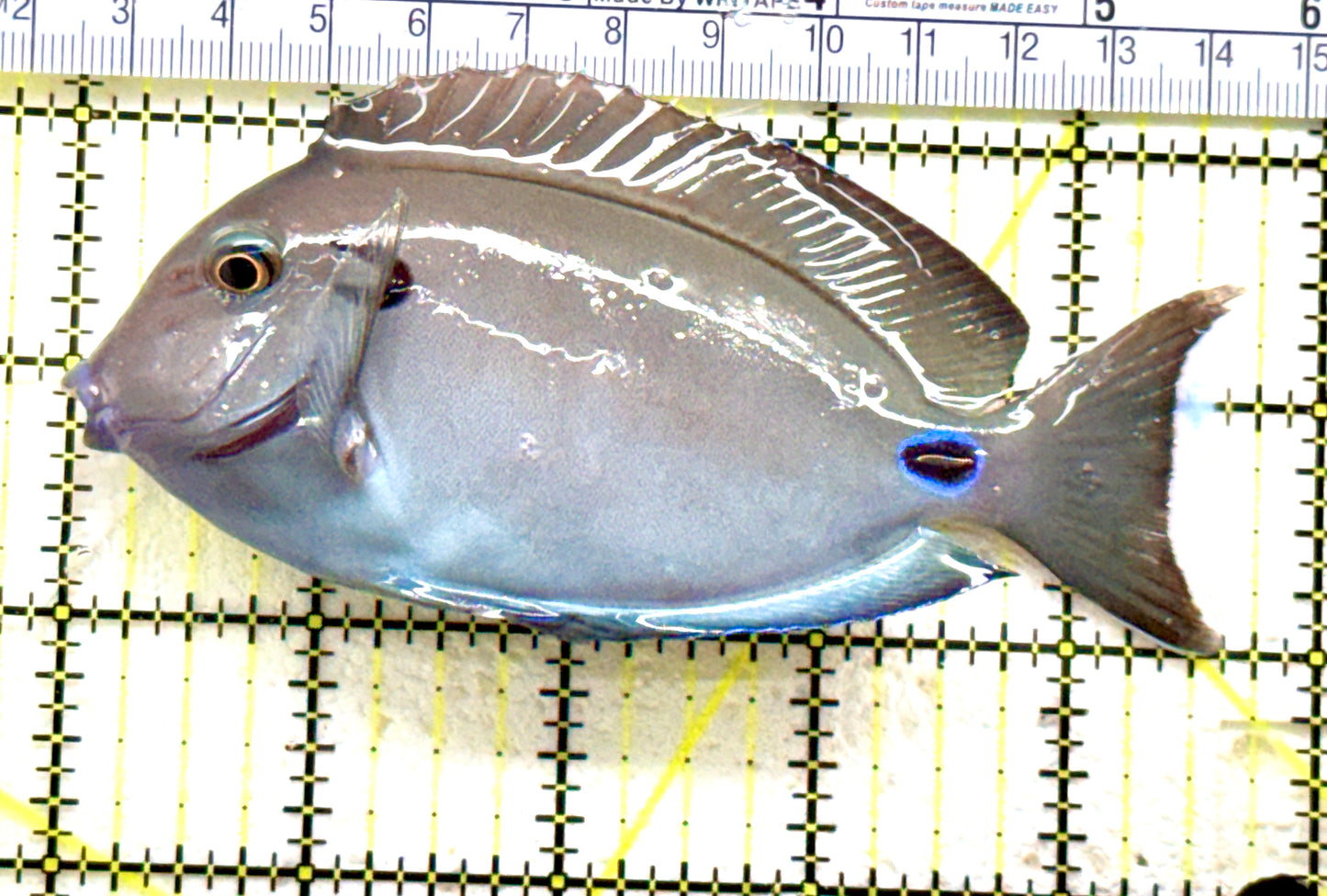 Lieutenant Tang LT081804 WYSIWYG Size: M 4.75" approx