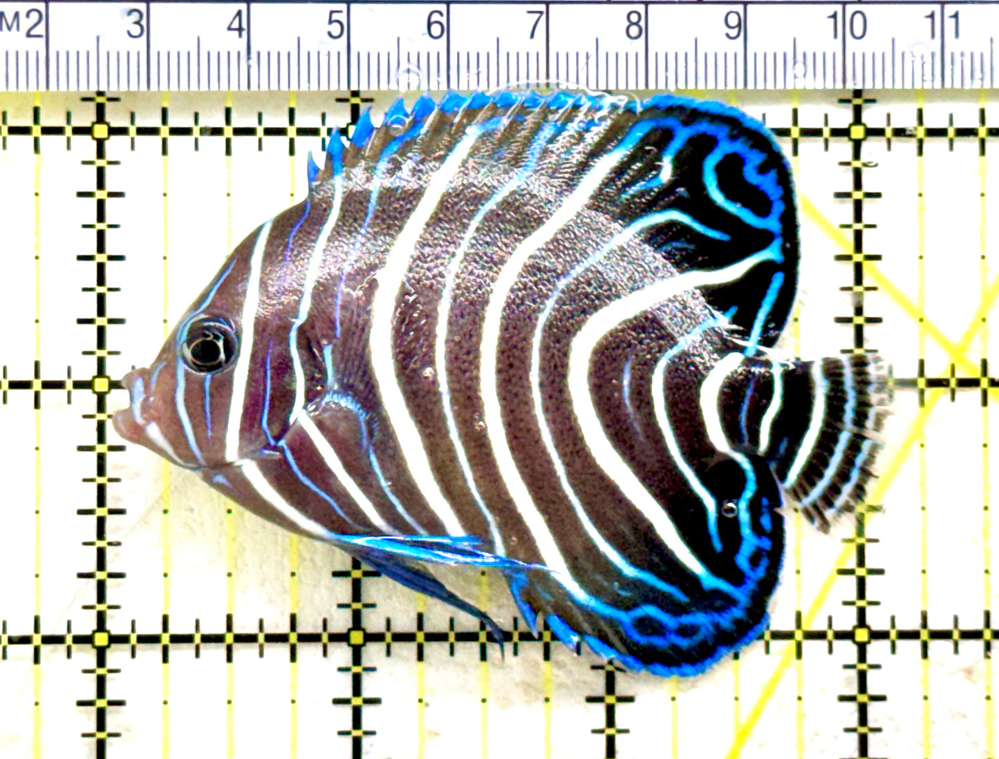 Koran Angelfish Juvenile KAJ081802 WYSIWYG Size: M 3" approx