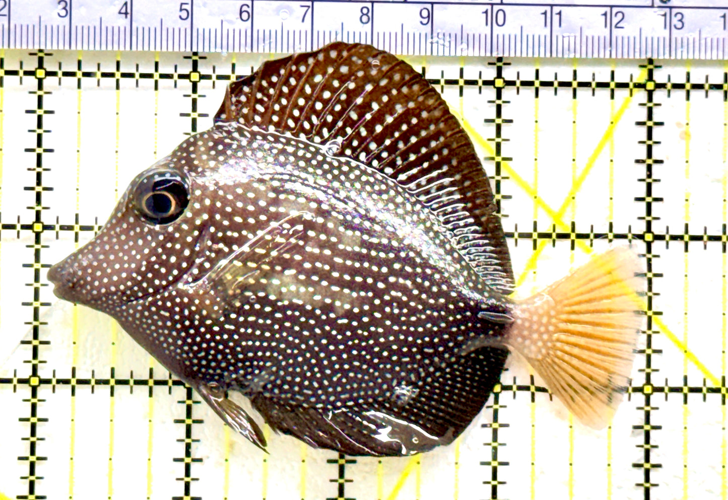 Gem Tang GT081803 WYSIWYG Size: M 4" approx