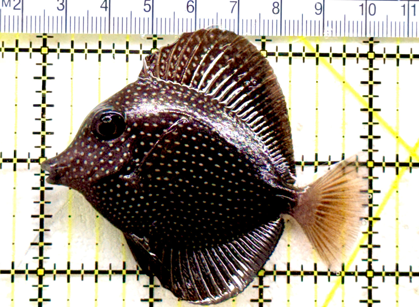 Gem Tang GT081801 WYSIWYG Size: S  3" approx