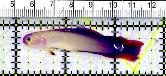 Purple Firefish Goby PFG081801 WYSIWYG Size: 2.5" approx