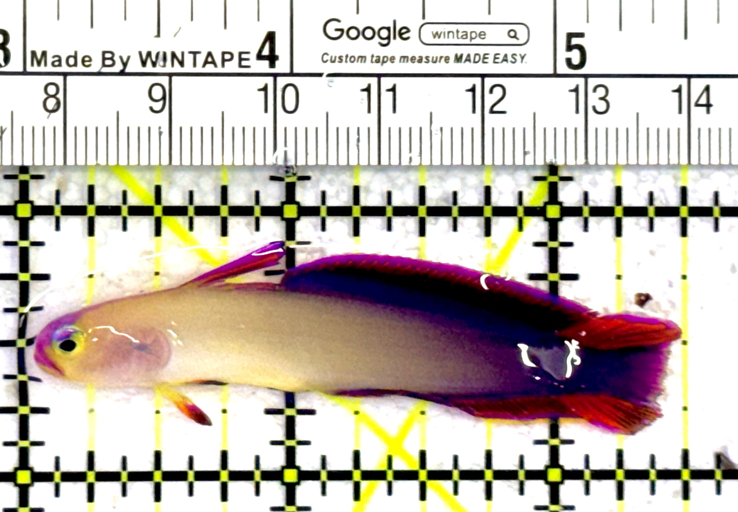 Purple Firefish Goby PFG081801 WYSIWYG Size: M 2.5" approx