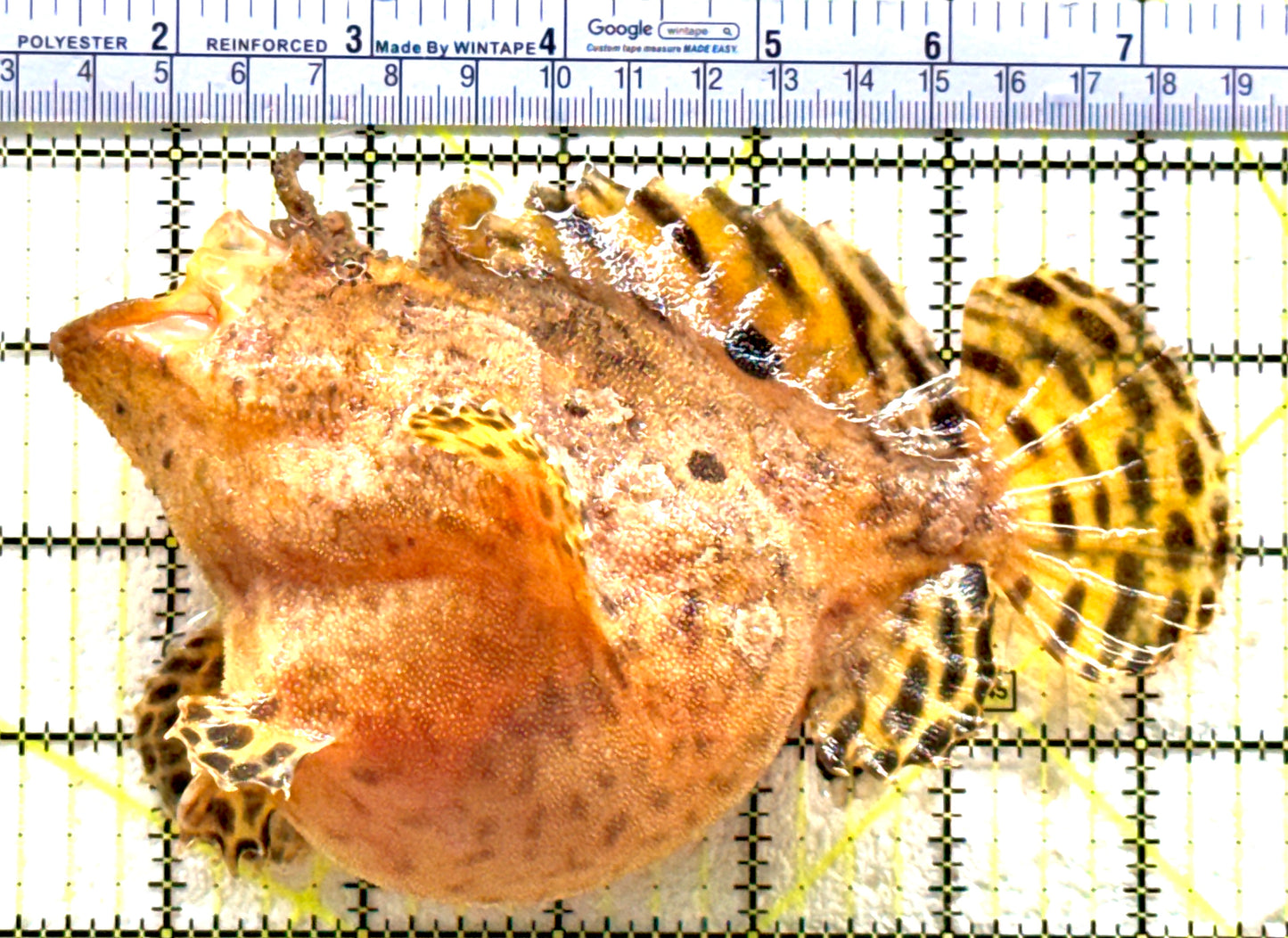 Shaggy Angler SA081802 WYSIWYG Size: XL 6" approx