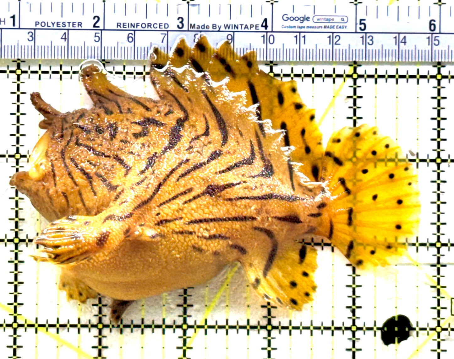 Shaggy Angler SA081803 WYSIWYG Size: L 4.75" approx