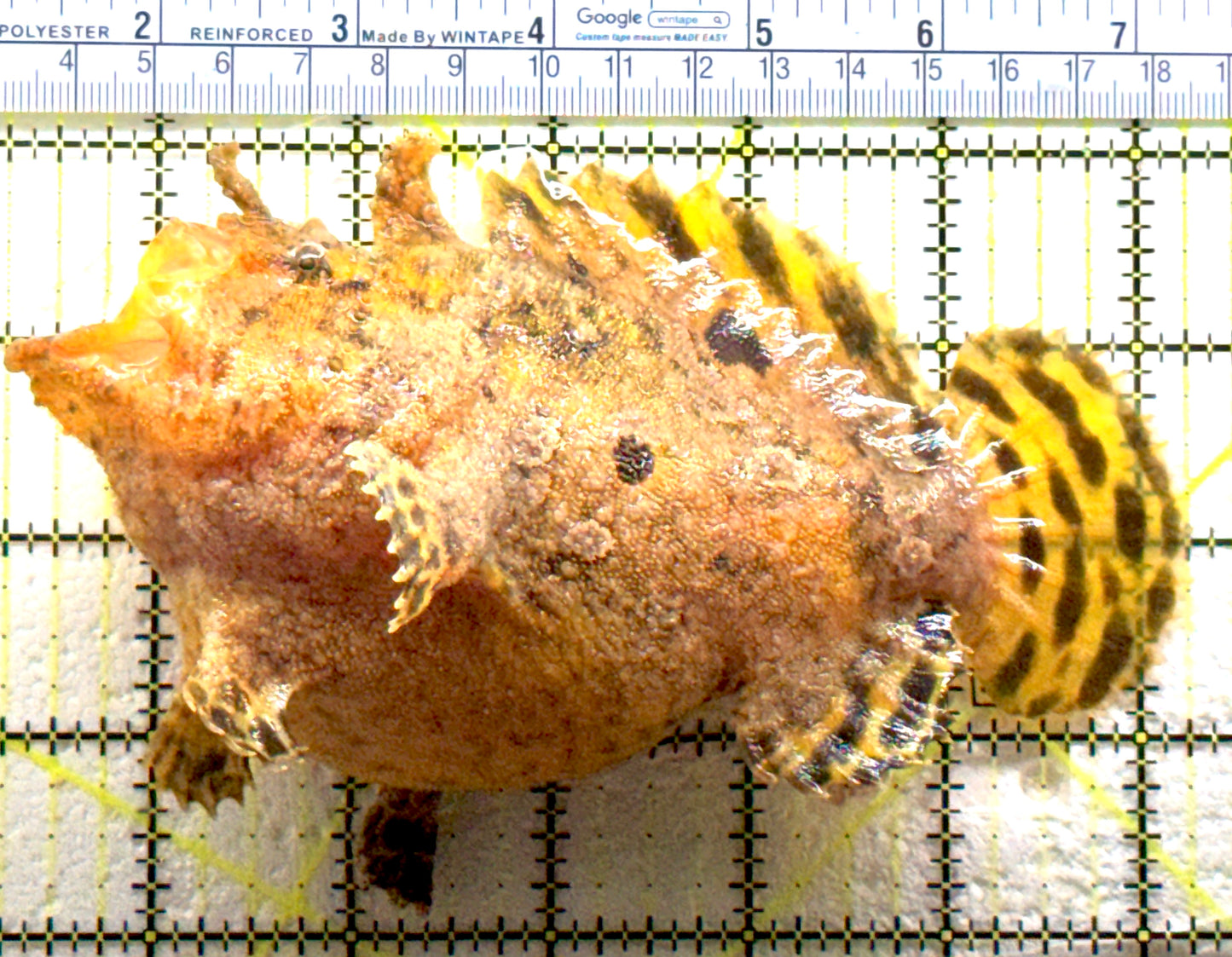 Shaggy Angler SA081804 WYSIWYG Size: XL 5.75" approx