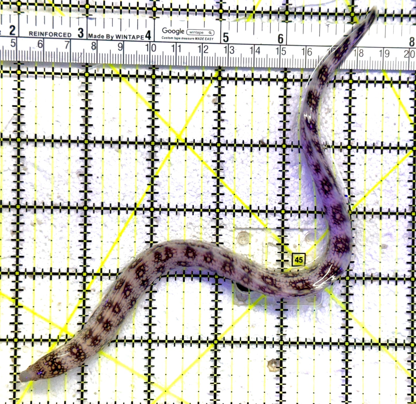 Snowflake Eel SE081801 WYSIWYG Size: S 8" to 12" approx