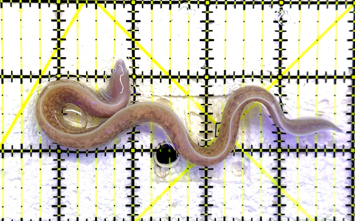 White Eye Moray Eel WEME081802 WYSIWYG Size: Tiny 8" and below approx