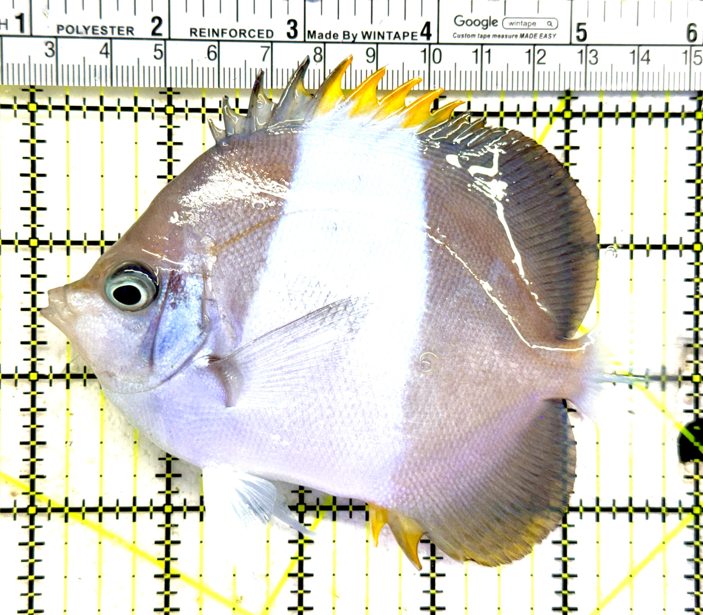 Blue Zoster Pyramid Butterflyfish BZPB081801 WYSIWYG Size: L 5" approx