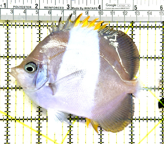 Blue Zoster Pyramid Butterflyfish (Reefsafe) BZPB081801 WYSIWYG Size: L 5" approx