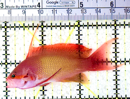 Male Lyretail Anthias (Maldives) MLA061601 WYSIWYG Size: L 3.25" approx