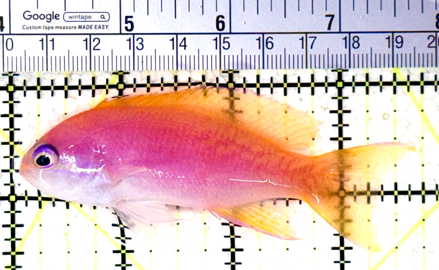 Bimaculatus Anthias Female BAF061601 WYSIWYG Size: XL 3.75" approx