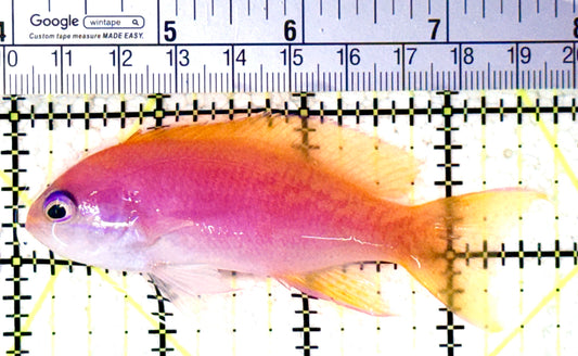 Bimaculatus Anthias Female BAF061601 WYSIWYG Size: XL 3.75" approx