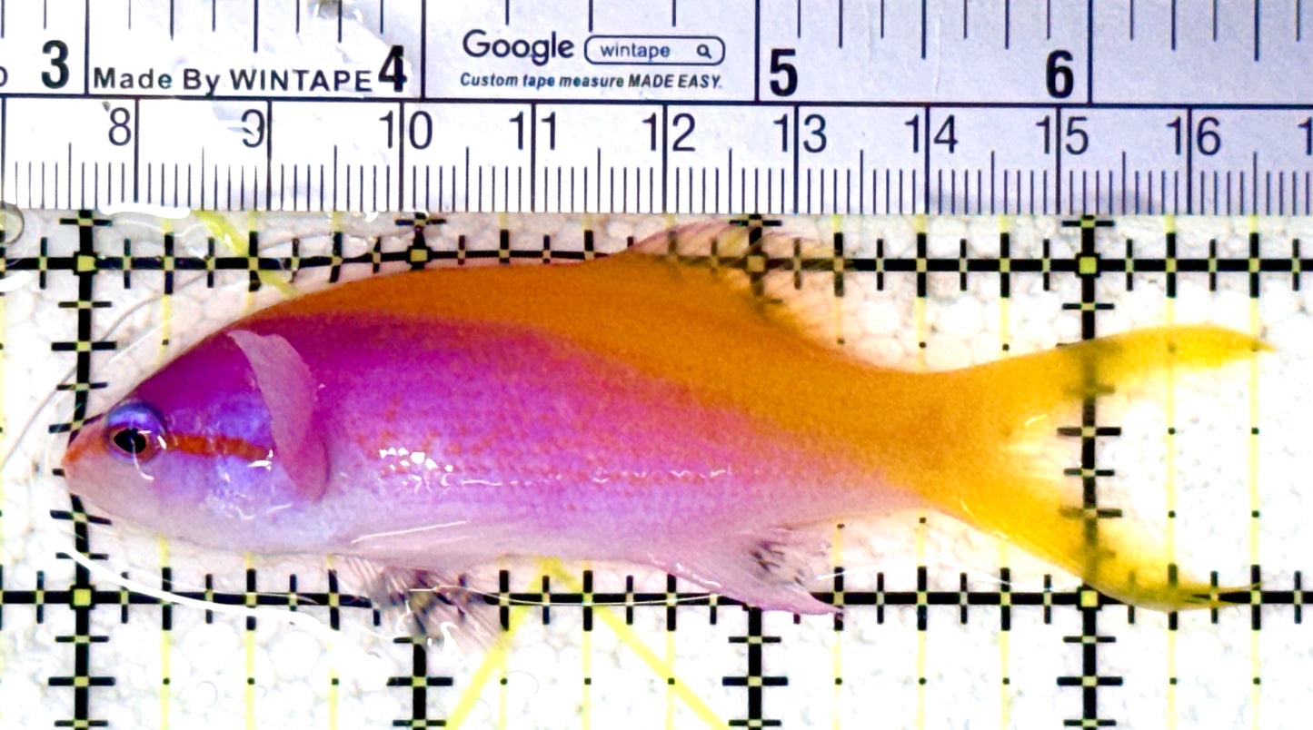 Evan's Anthias EA061601 WYSIWYG Size: XL 3.5" approx