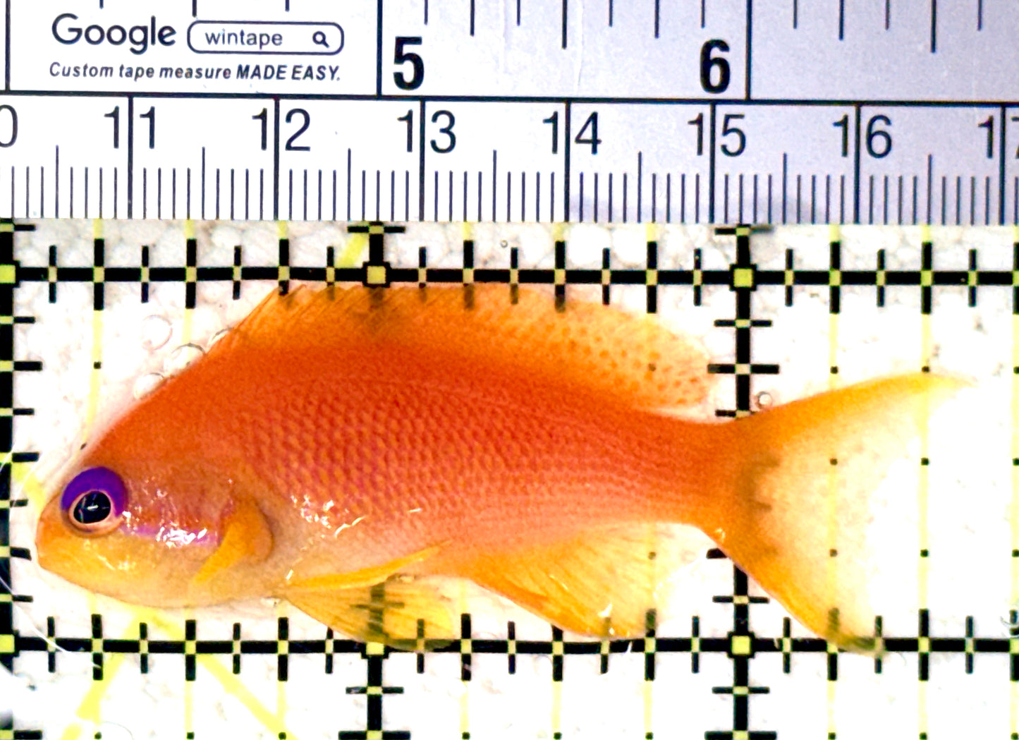 Female Lyretail Anthias (Maldives) FLA061601 WYSIWYG Size: SHOW XXL 2.5" approx