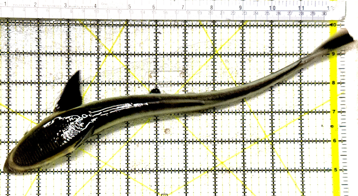 Remora Sucker Fish RSF081801 WYSIWYG Size: XL 11.75" approx